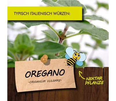 Origanum vulgare LaBio