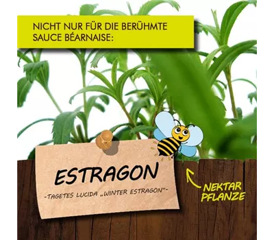 Artemisia dracunculus var.sativus LaBio