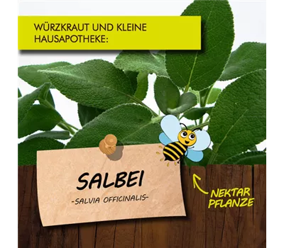Salvia officinalis LaBio