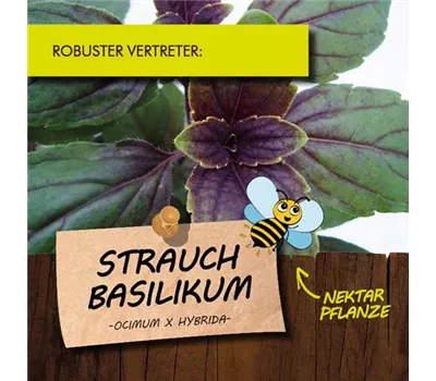 Ocimum x Hybride LaBio