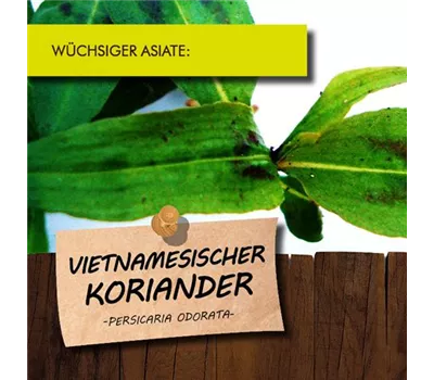 Persicaria odorata LaBio