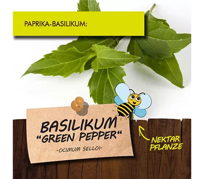 Ocimum selloi 'Green Pepper' LaBio