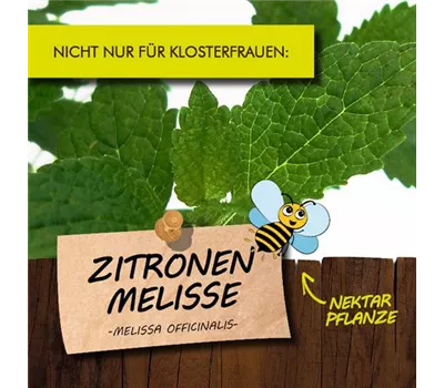 Melissa officinalis LaBio
