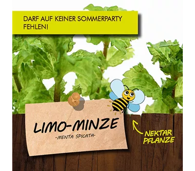 Mentha spicata 'Limo' LaBio