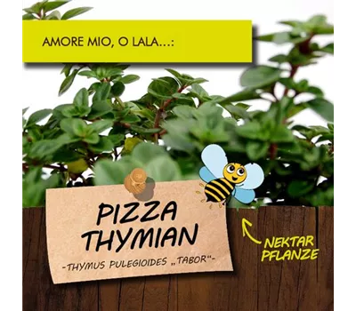 Thymus pulegioides 'Tabor' LaBio