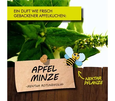 Mentha suaveolens 'Bowles Apfelminze' LaBio