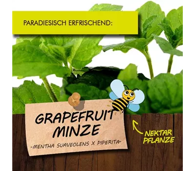 Mentha suaveolens x piperita LaBio