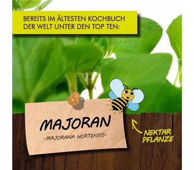 Majorana hortensis LaBio