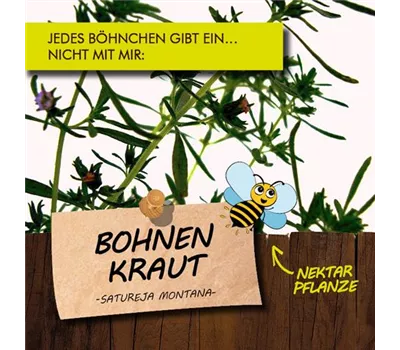 Satureja montana LaBio