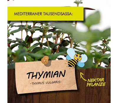 Thymus vulgaris LaBio