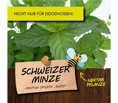 Mentha spicata 'Swiss' LaBio