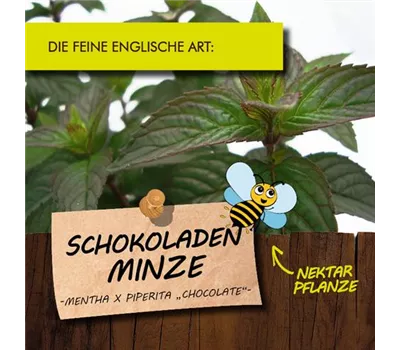 Mentha x piperita 'Chocolate' LaBio