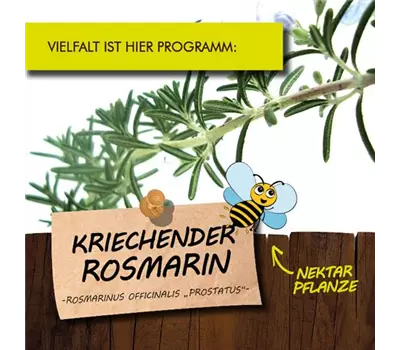 Rosmarinus officinalis 'Prostratus' LaBio