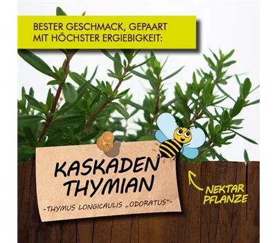 Thymus longicaulis ssp.odoratus LaBio