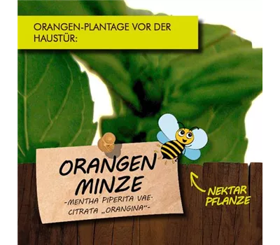 Mentha x piperita var.citrata 'Orangina' LaBio