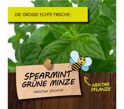 Mentha spicata 'Spearmint' LaBio