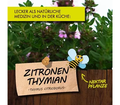 Thymus x citriodorus LaBio