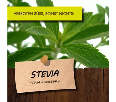 Stevia rebaudiana 'Zuckerhut' LaBio