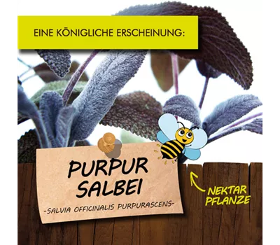 Salvia officinalis 'Purpurascens' LaBio