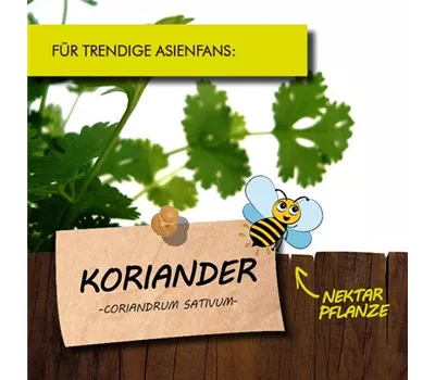 Coriandrum sativum LaBio