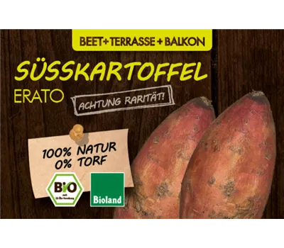 Ipomoea batatas, LaBio - Süßkartoffel