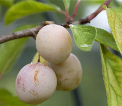 Prunus cerasifera; Kirschpflaume