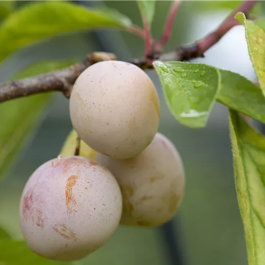 Prunus cerasifera; Kirschpflaume