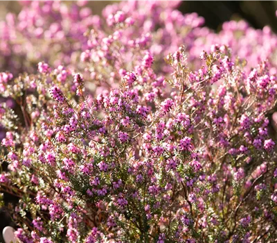 Erica carnea 'Winter Beauty'