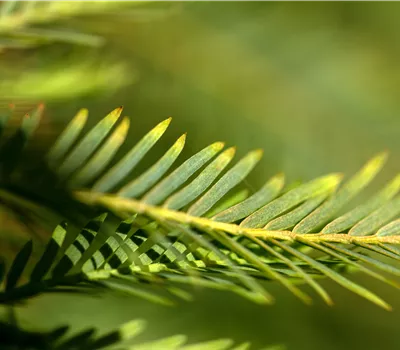Metasequoia glyptostroboides 'Miss Grace'