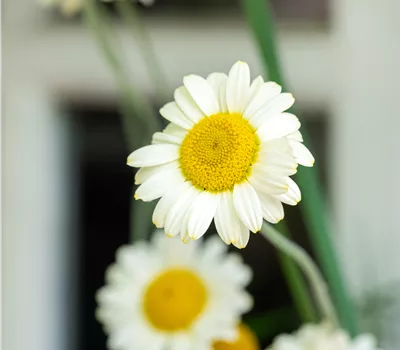 Anthemis tinctoria 'Sauce Hollandaise'