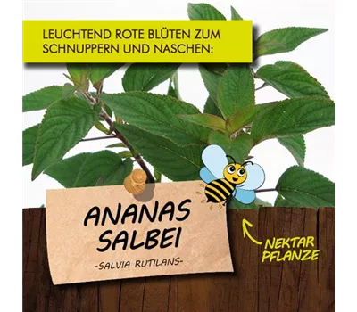 Salvia rutilans LaBio