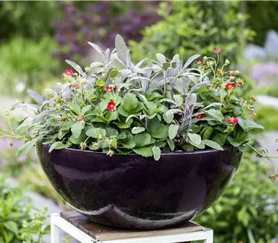 Salvia officinalis 'Tricolor'