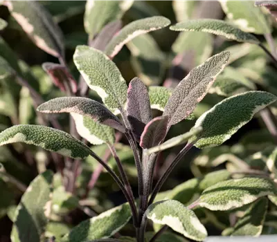 Salvia officinalis 'Tricolor'