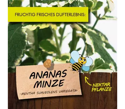 Mentha ananassa LaBio