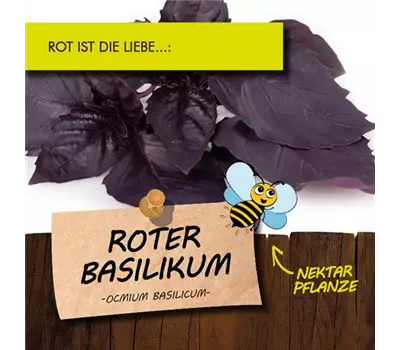 Ocimum basilicum, rot LaBio