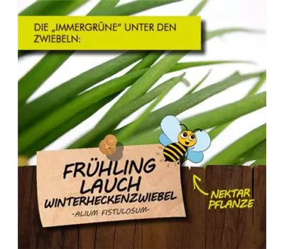 Allium fistulosum LaBio