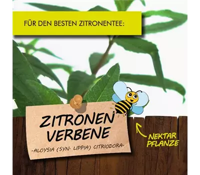 Aloysia citriodora LaBio