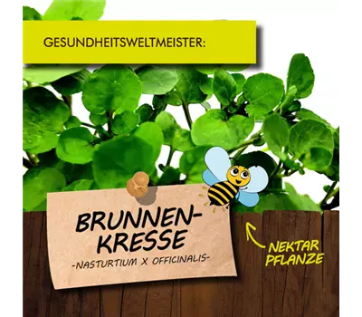 Nasturtium officinale LaBio