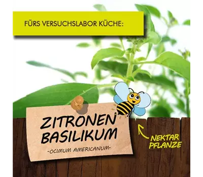 Ocimum basilicum 'Lemon' LaBio