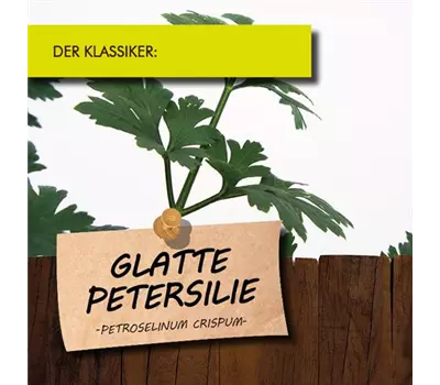 Petroselinum crispum, glatt LaBio