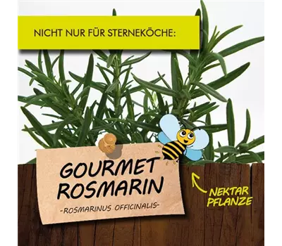 Rosmarinus officinalis LaBio