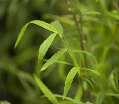 Fargesia nitida 'Great Wall'