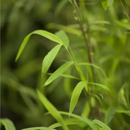 Fargesia nitida 'Great Wall'