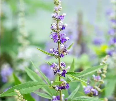 Vitex agnus-castus