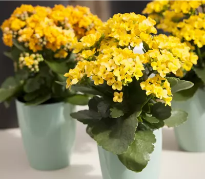 Kalanchoe i.S.