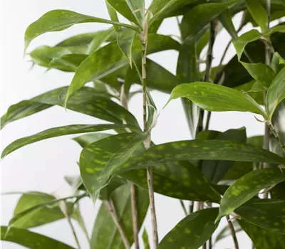 Dracaena surculosa