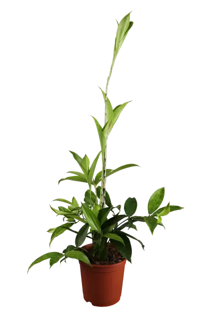 Dracaena surculosa