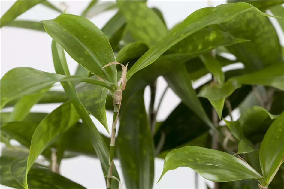 efeutute bestellen Epipremnum aureum (Efeutute) kaufen