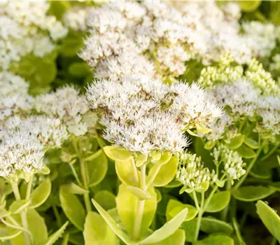 Sedum spectabile 'Iceberg'