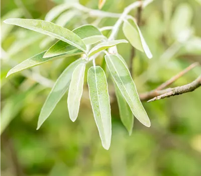 Elaeagnus angustifolia